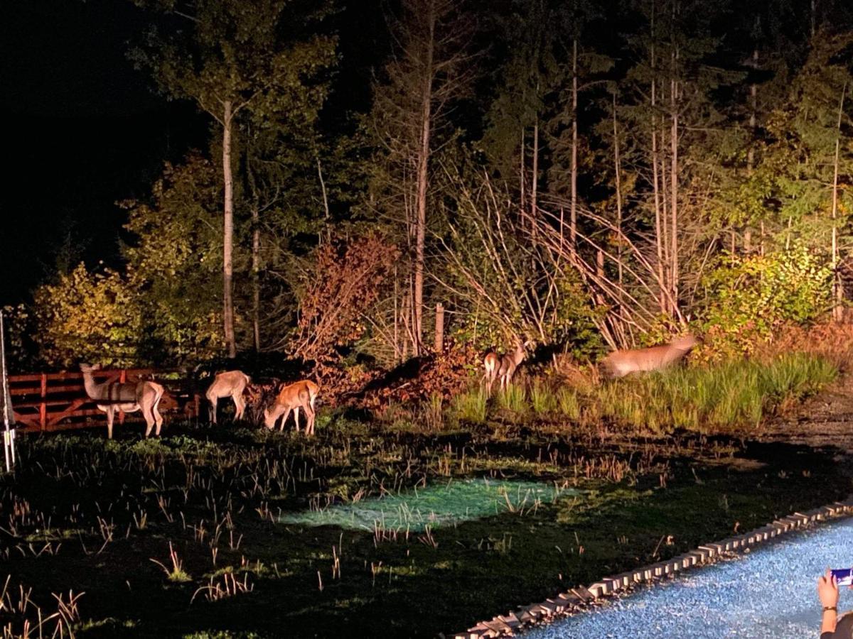 Pensiunea Farmecul Naturii Si Casute Individuale De Inchiriat Colibiţa Esterno foto